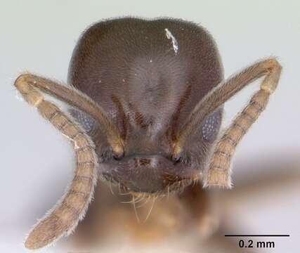 Imagem de Bothriomyrmex paradoxus