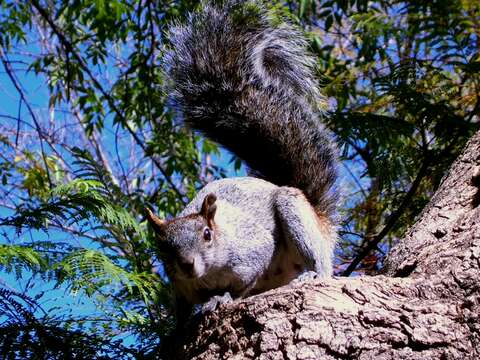 Image of Bushy-tailed Olingo