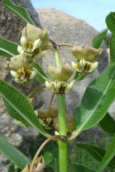 Sivun Pachycarpus asperifolius (Meissn.) Meissn. kuva