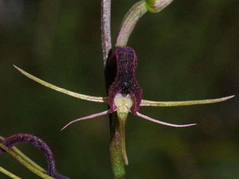 Image of Small tongue orchid