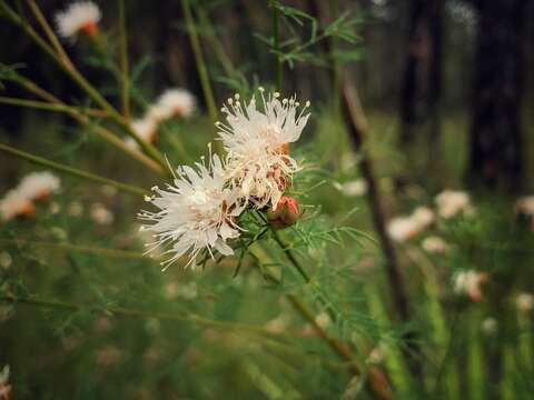 Dalea pinnata var. pinnata resmi