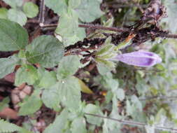 Strobilanthes rankanensis Hayata resmi