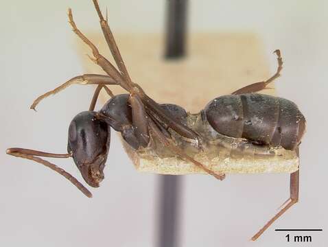 Image of Negro ant