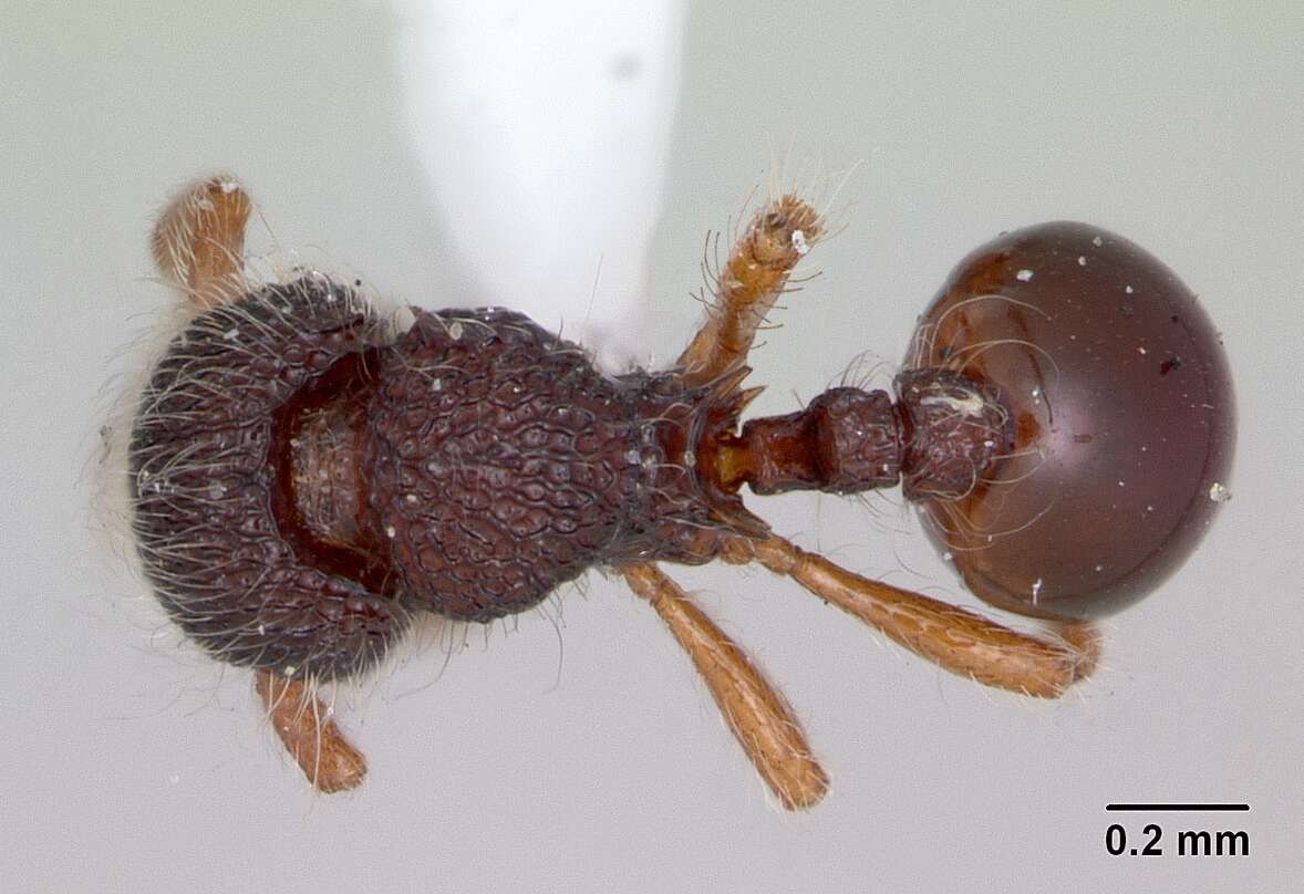 Imagem de Lachnomyrmex amazonicus