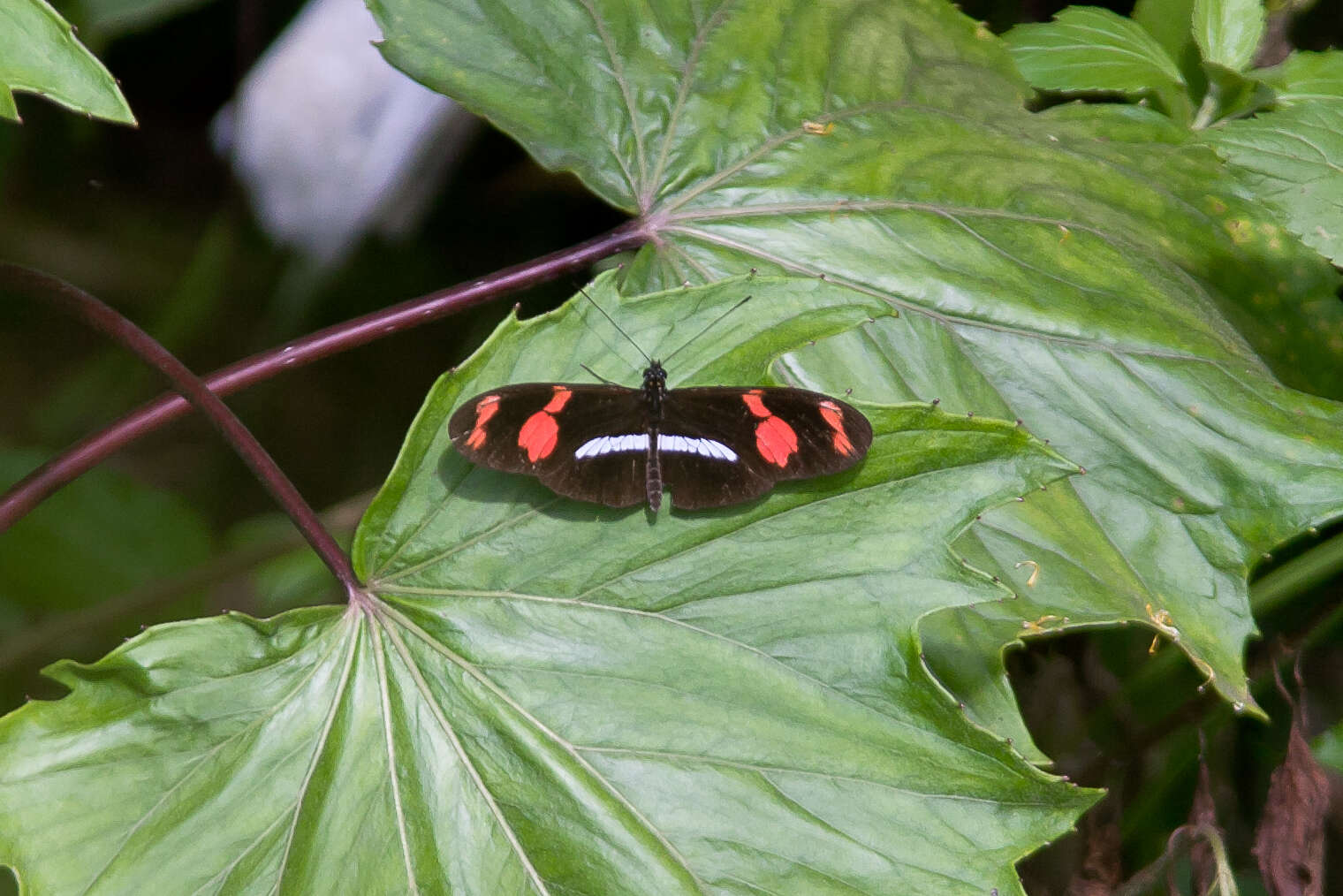 Image de Heliconius telesiphe Doubleday (1847)