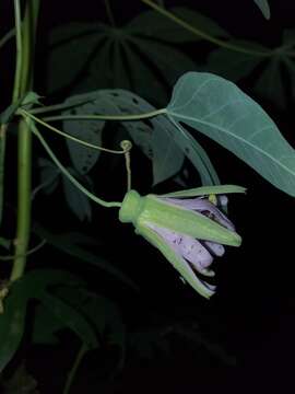 Image of Passiflora smithii Killip