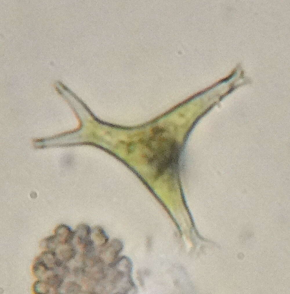 Image of Pseudostaurastrum hastatum (Reinsch) Chodat 1921