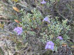 Image of Eremophila pustulata S. Moore