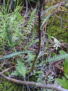 Image of Rocky Mountain Lousewort