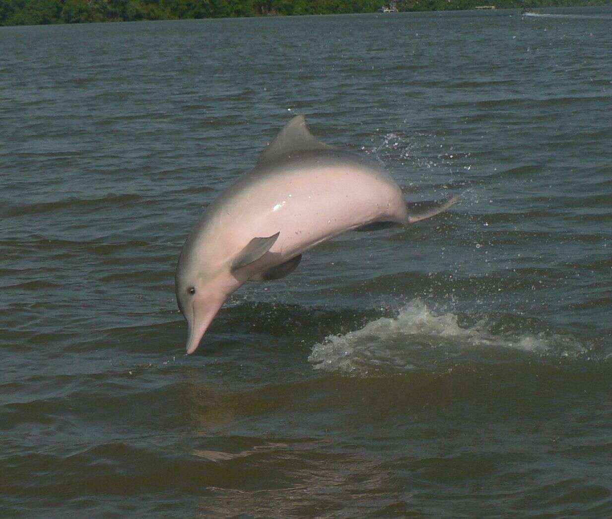 Image de Dauphin de Guyane