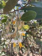 Image of Styrax ferrugineus Nees & Mart.