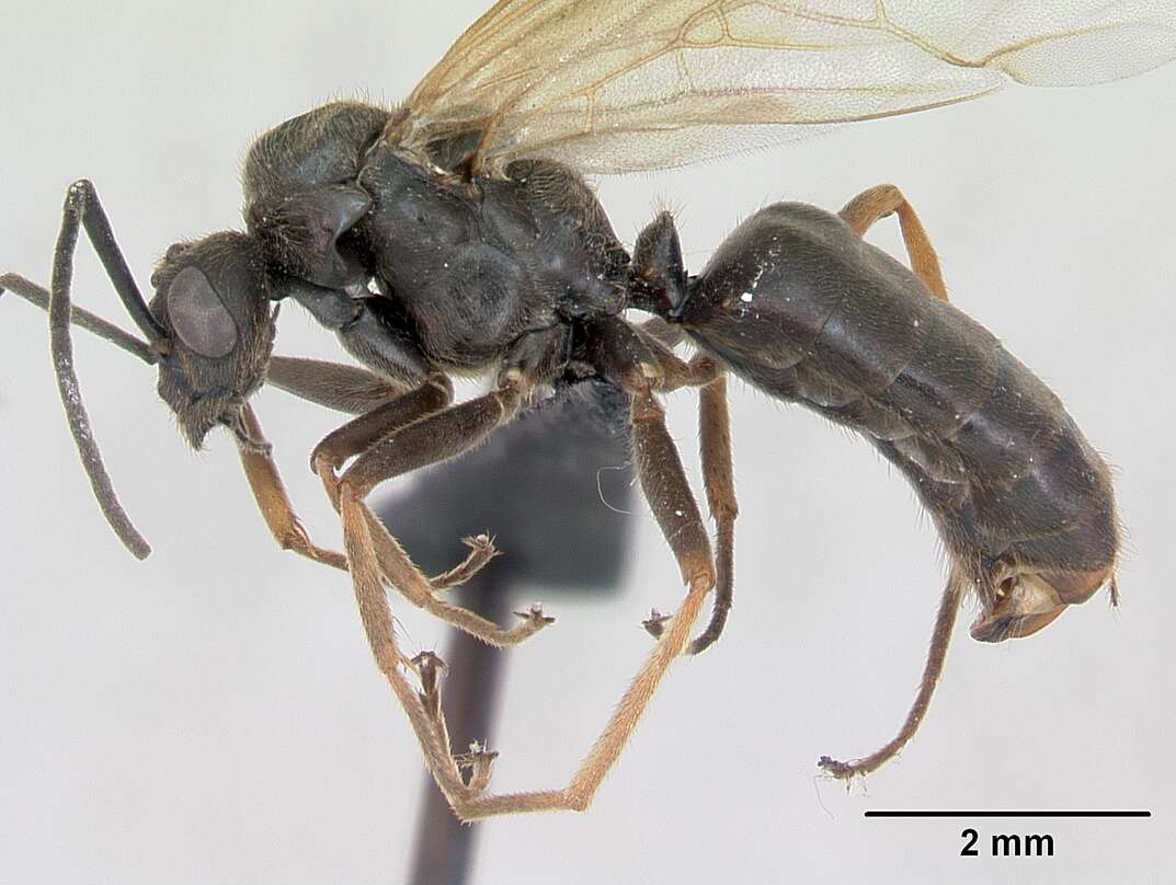 Image of Narrow headed ant