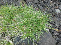 Image of Carex krascheninnikovii Kom. ex V. I. Krecz.