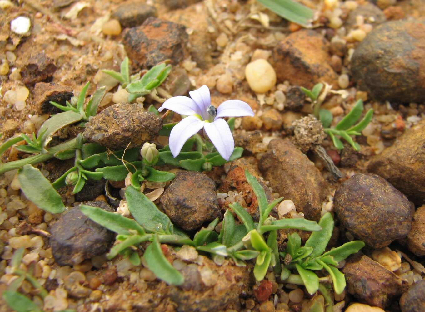 Image of Lobelia pratioides Benth.
