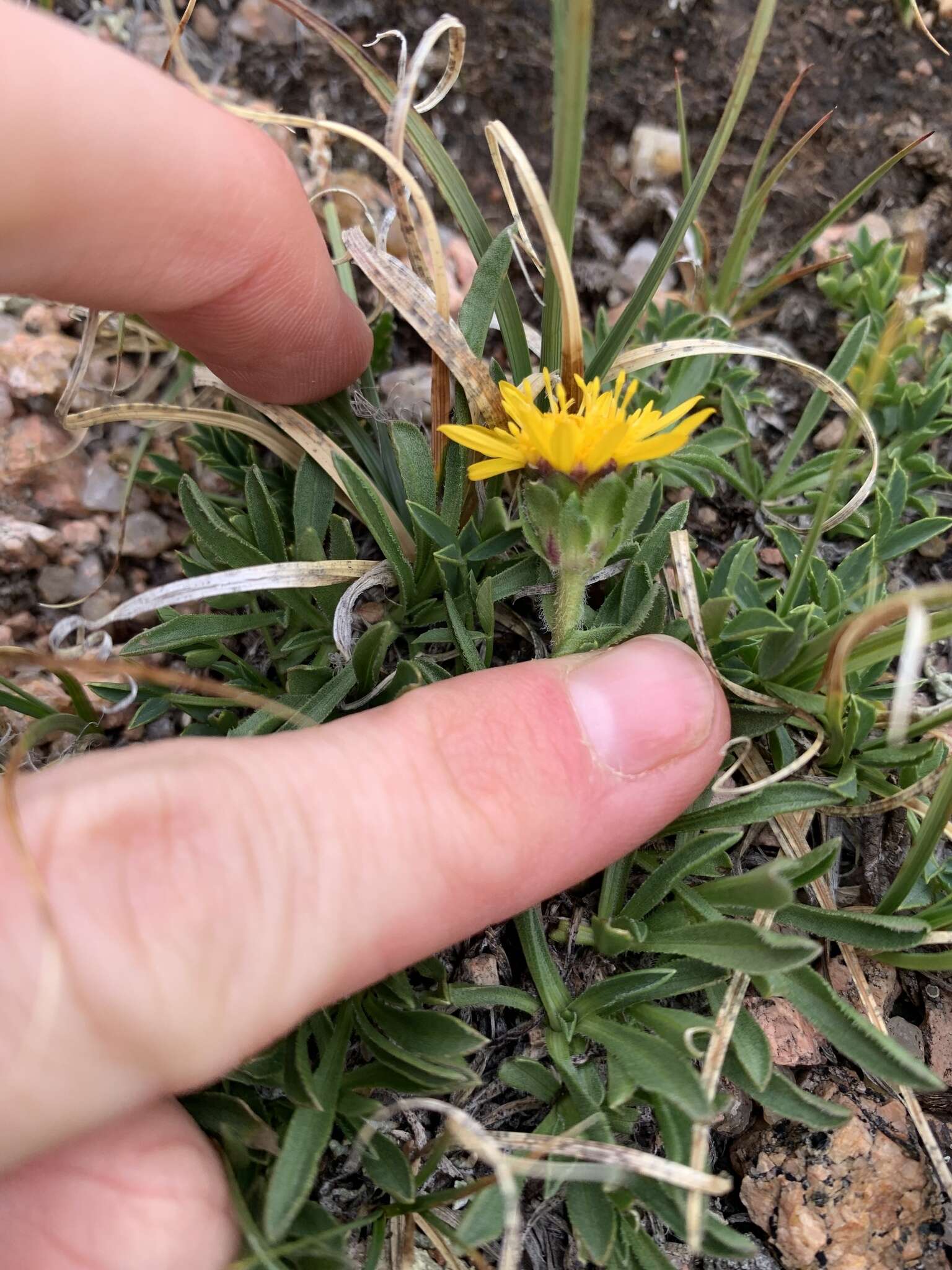 Image of pygmy goldenweed