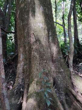 Image of Lithocarpus elegans (Blume) Hatus. ex Soepadmo