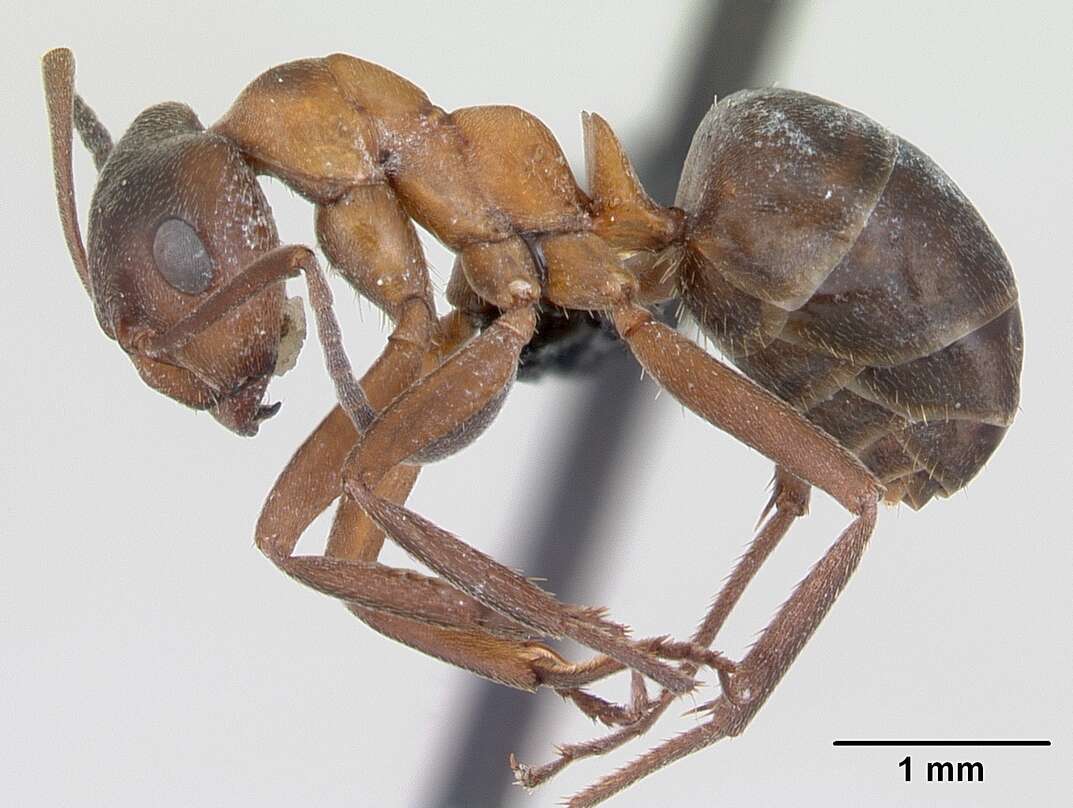 Image of Narrow headed ant