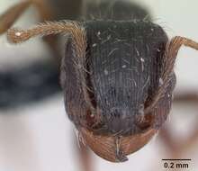 Image of Tetramorium caespitum (Linnaeus 1758)