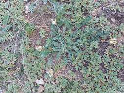 Image de Oxytropis bargusinensis Peschkova