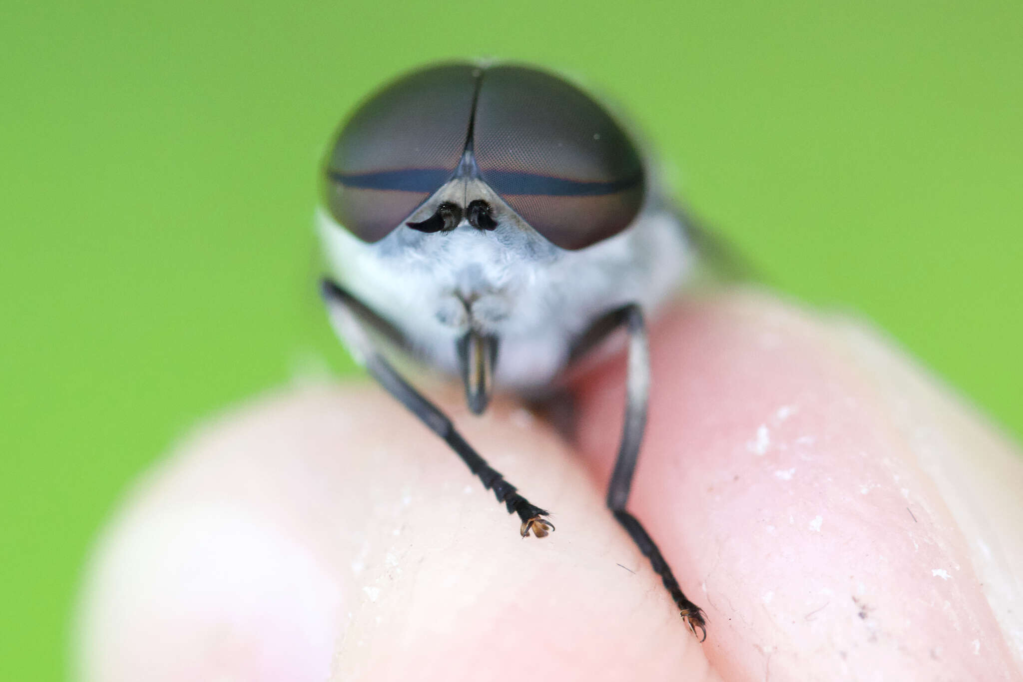 Imagem de Tabanus fairchildi Stone 1938