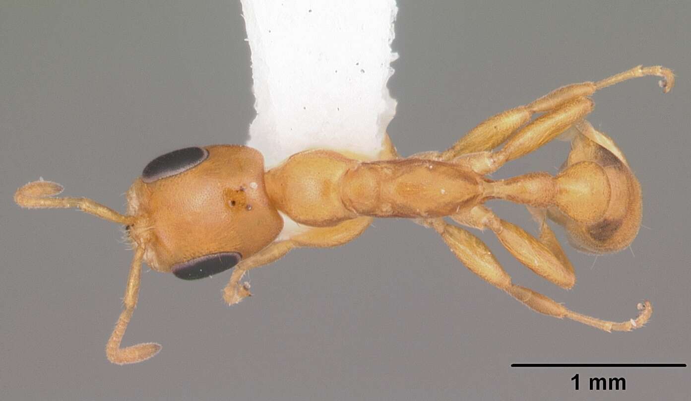 Image of Pseudomyrmex pallidus (Smith 1855)