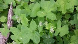 Image of great waterleaf