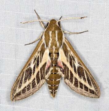 Image of Australian Striped Hawk Moth