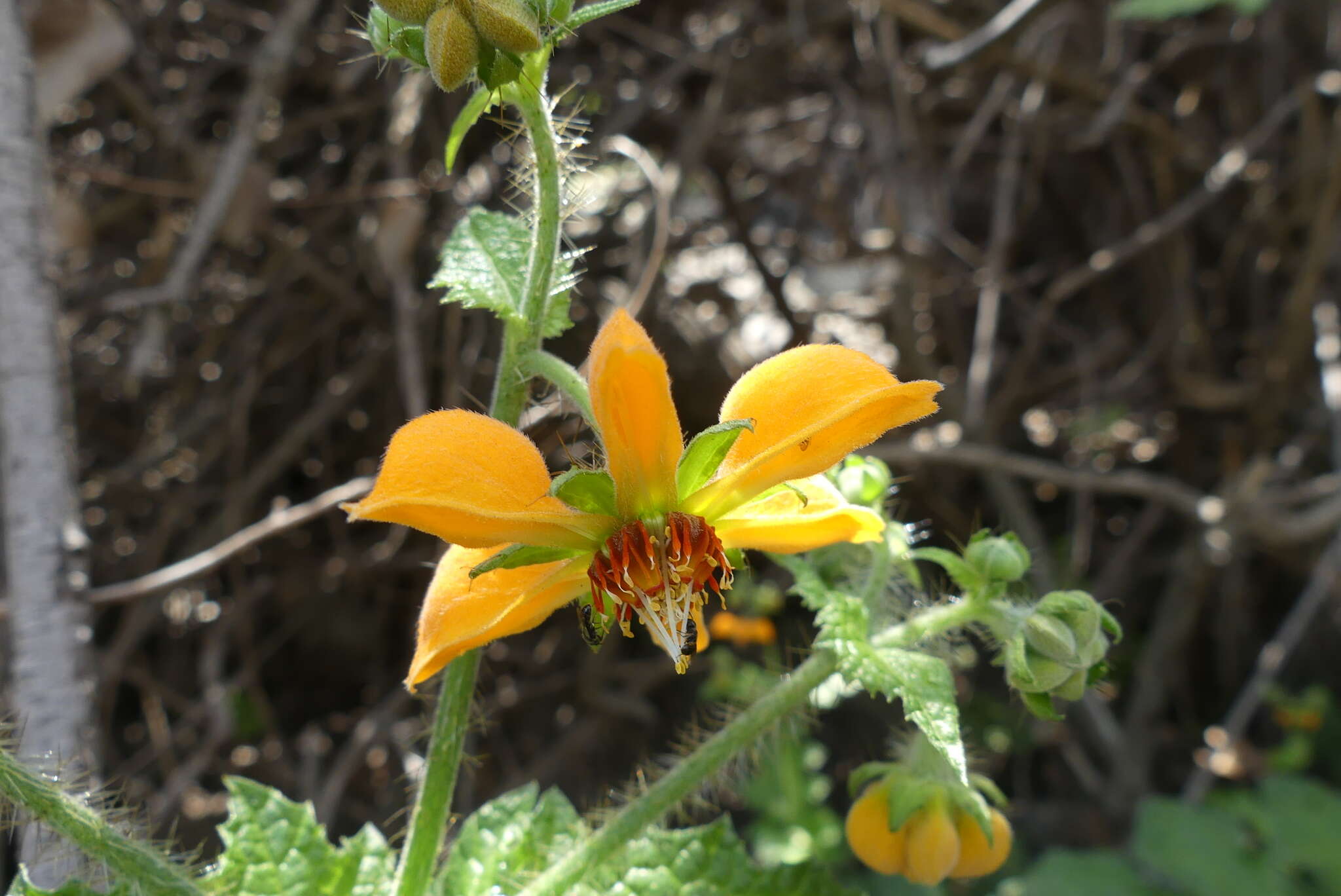 Image of Loasa sclareifolia Juss.