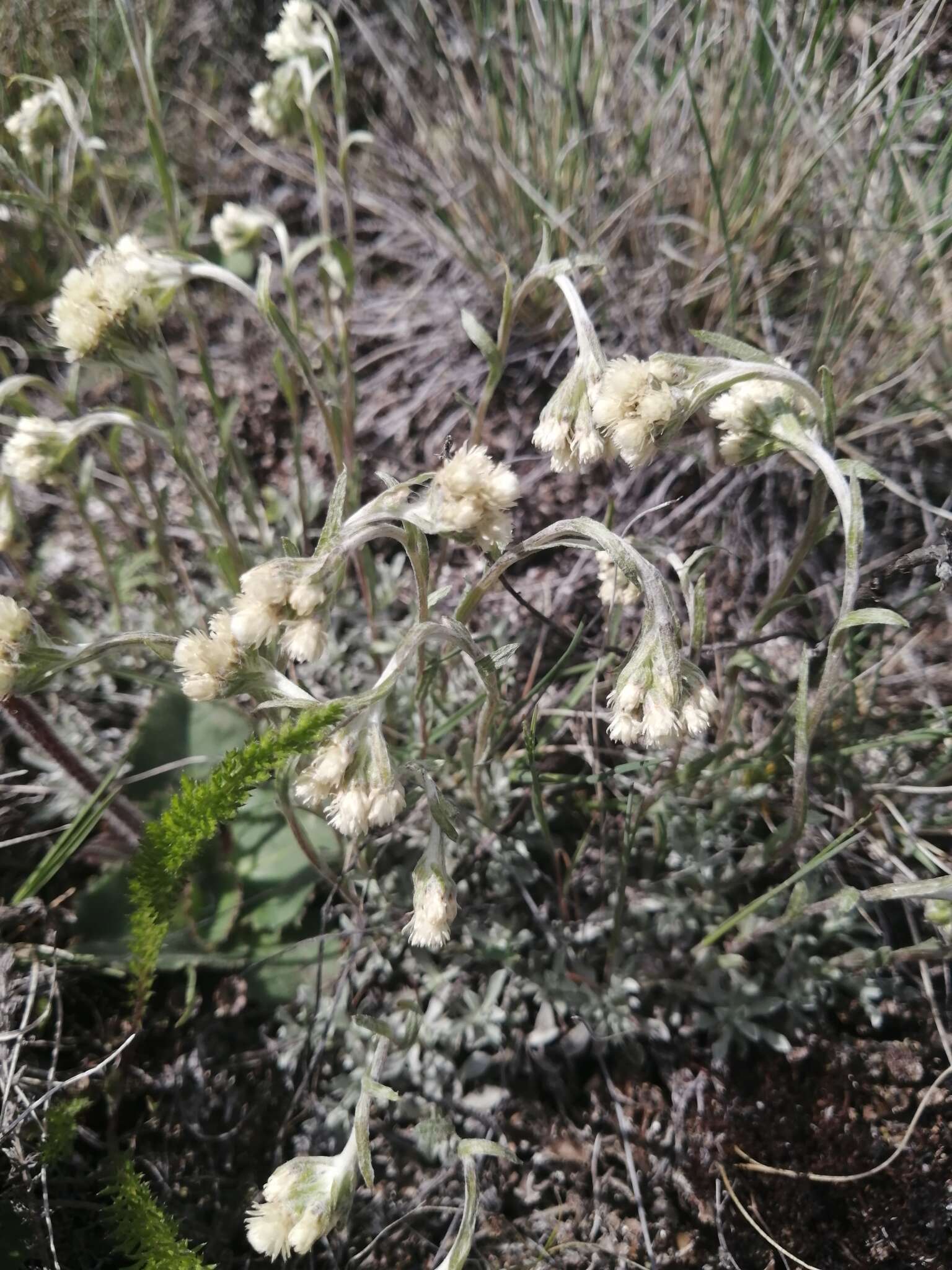 Imagem de Antennaria rosea subsp. confinis (Greene) R. J. Bayer