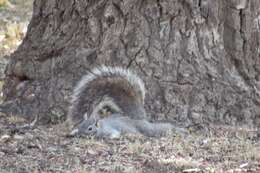 Image of Arizona Gray Squirrel