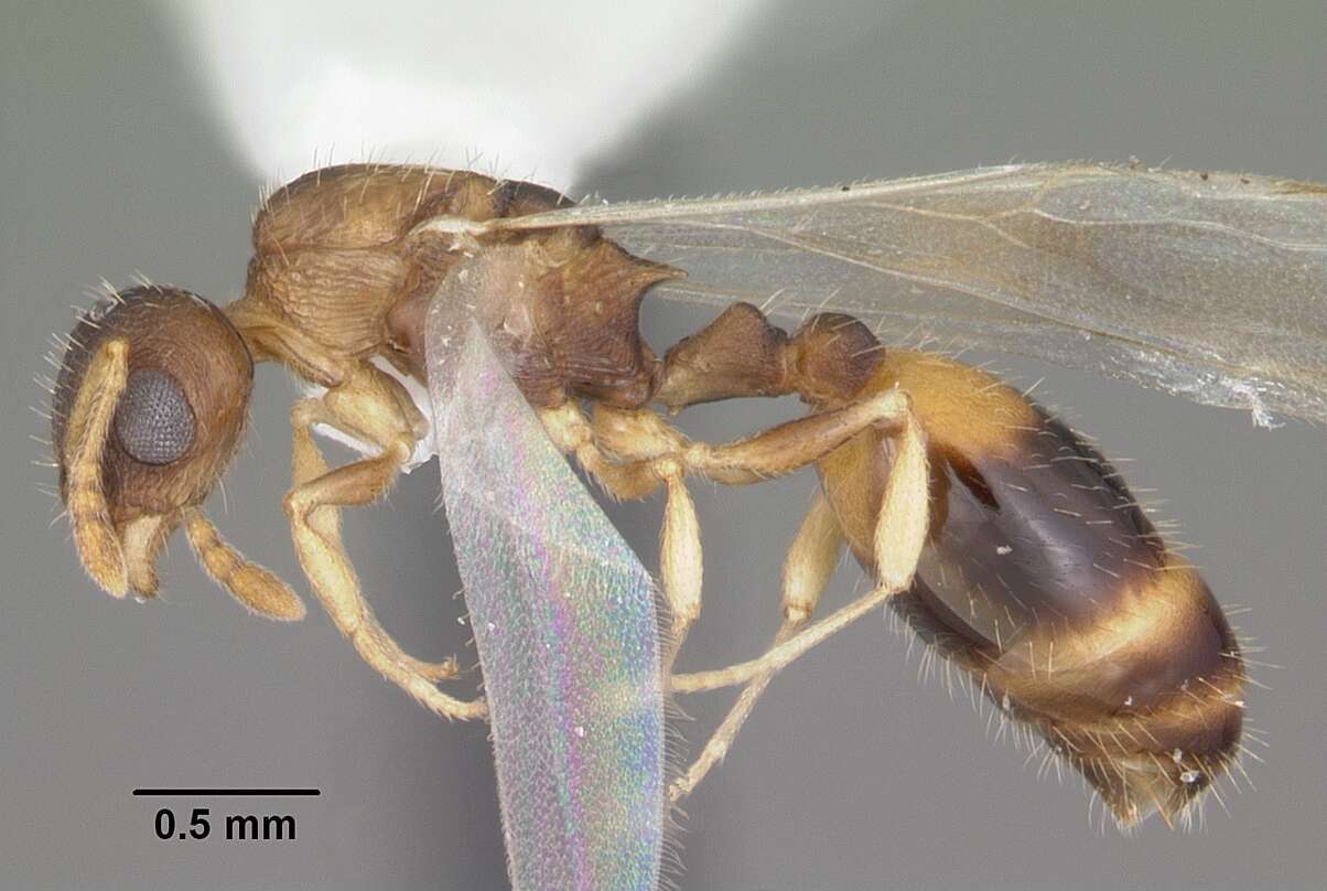 Image of Temnothorax curvispinosus