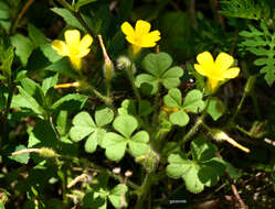 Слика од Oxalis niederleinii Knuth