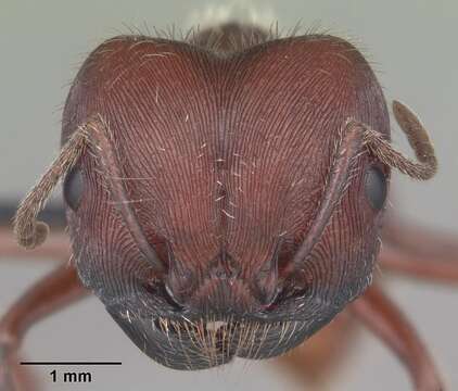 Image of Florida Harvester Ant