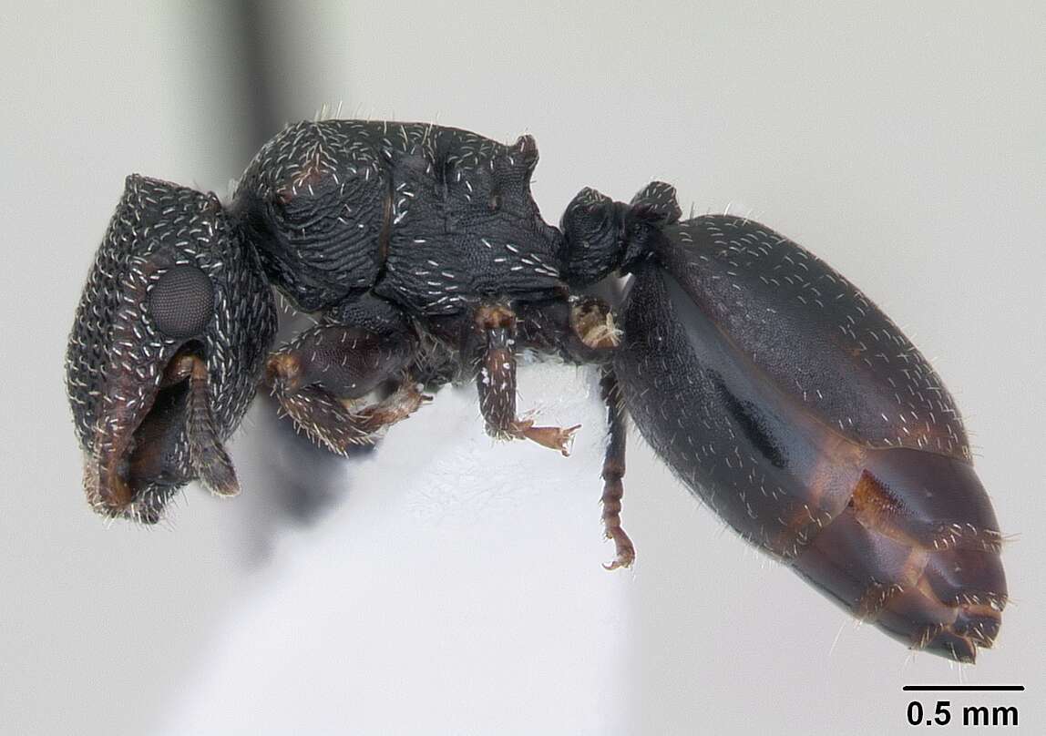 Cephalotes fiebrigi (Forel 1906) resmi