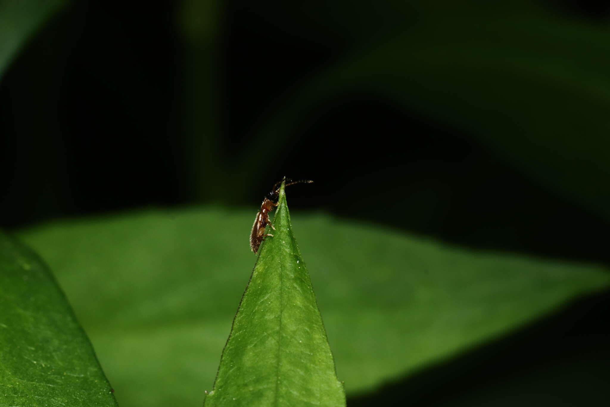 Image of Telephanus