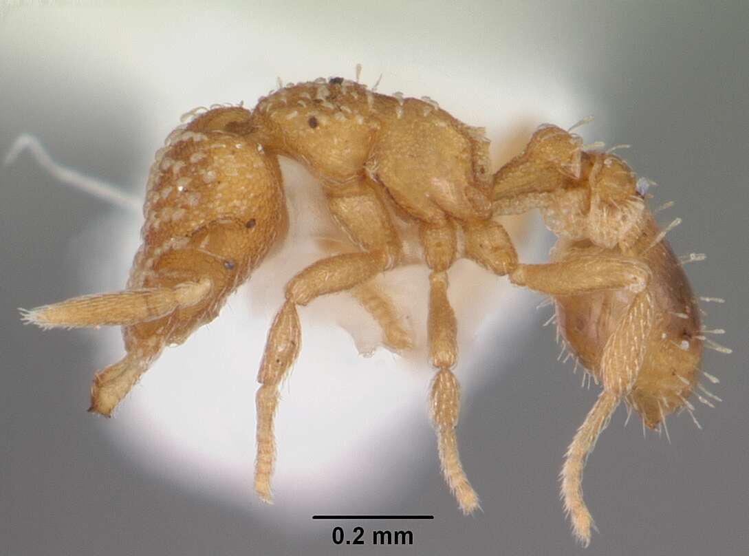 Image of Strumigenys emmae