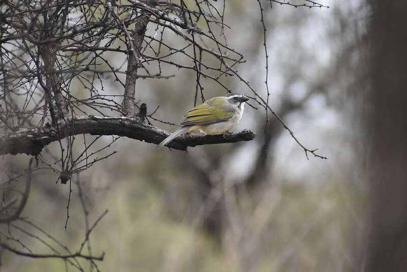 Imagem de Saltator similis d'Orbigny & Lafresnaye 1837