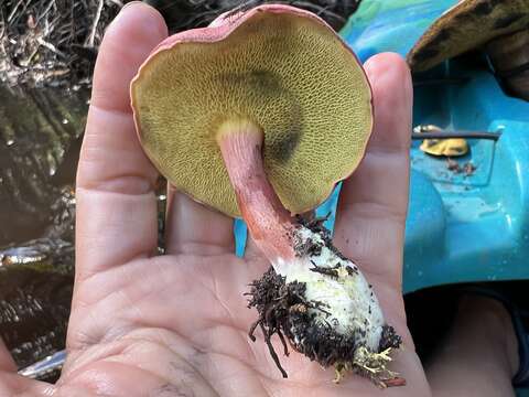 Image of Boletus purpureorubellus T. J. Baroni, Yetter & Norar. 1998