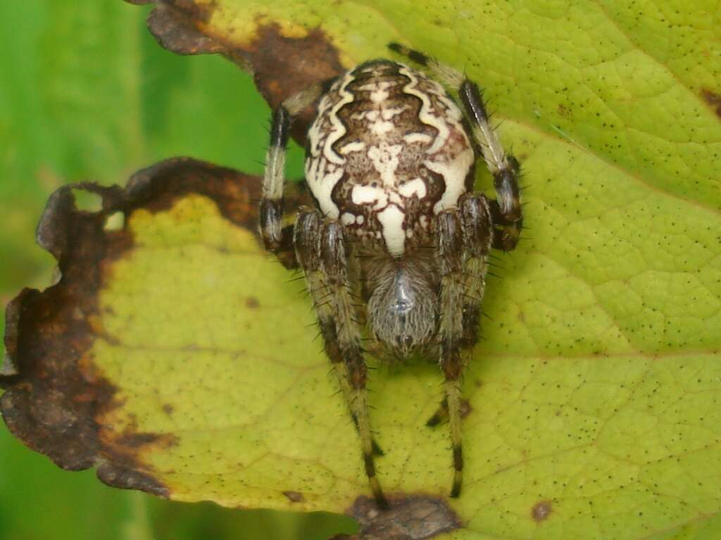 Image of Angulate & Roundshouldered Orbweaver