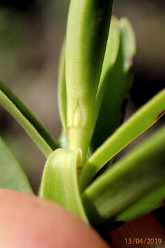 Image of Veronica vernicosa Hook. fil.