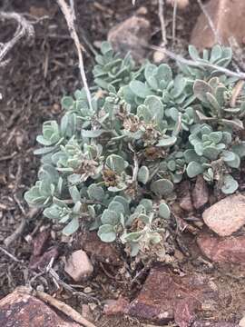 Image of Thompson's beardtongue