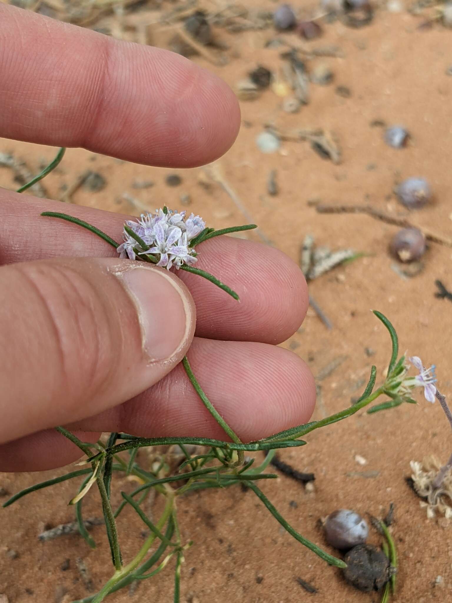 Image of sanddune ipomopsis