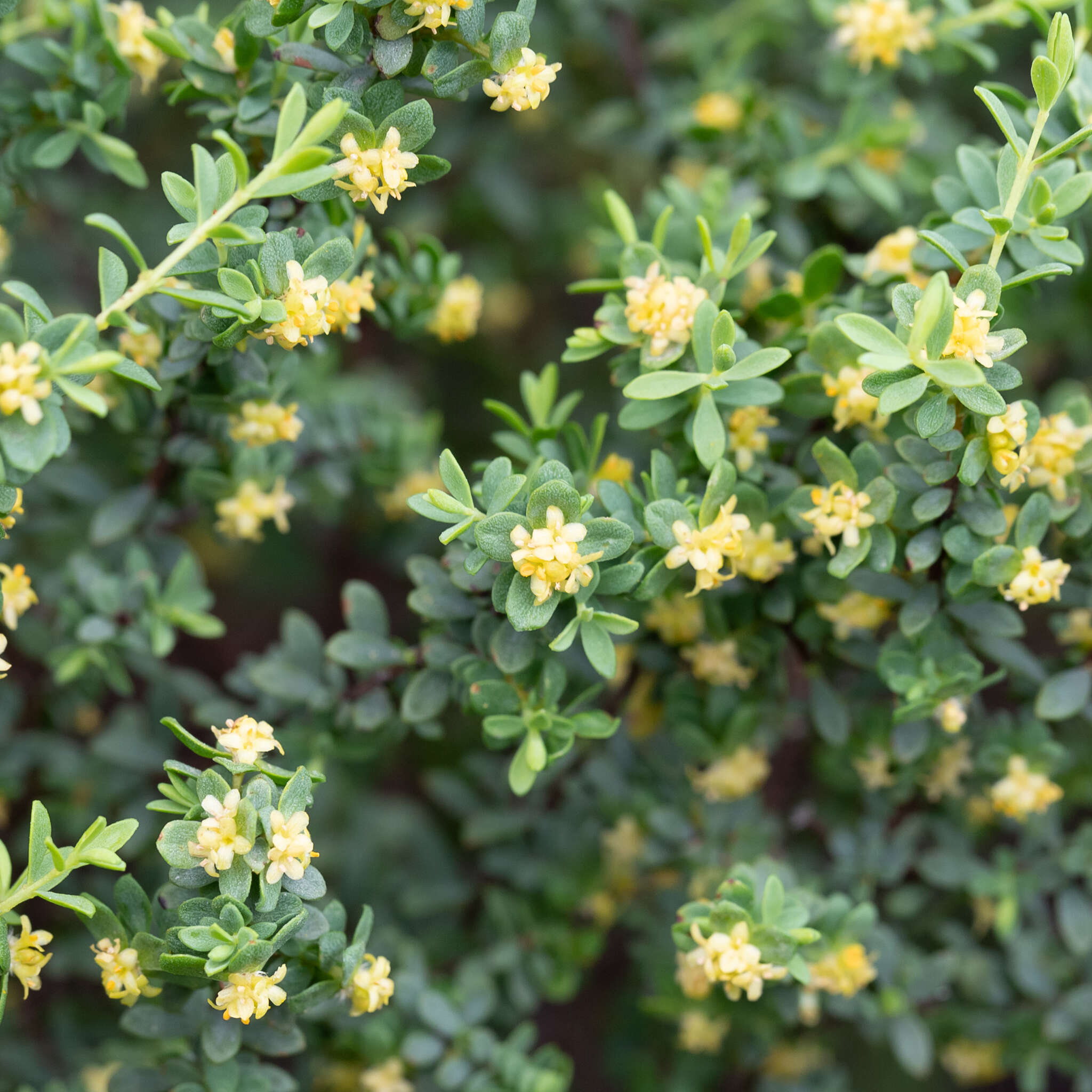 Image of Pimelea serpyllifolia subsp. serpyllifolia