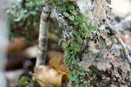 Image of Pygmy tree orchid