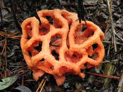 Image of Clathrus ruber P. Micheli ex Pers. 1801