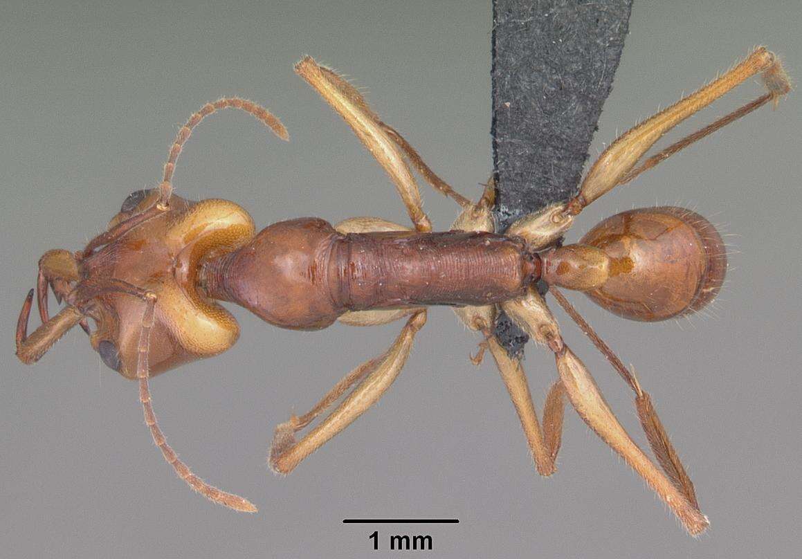 Image of Anochetus goodmani