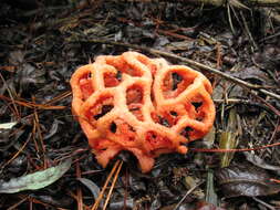 Image of Clathrus ruber P. Micheli ex Pers. 1801