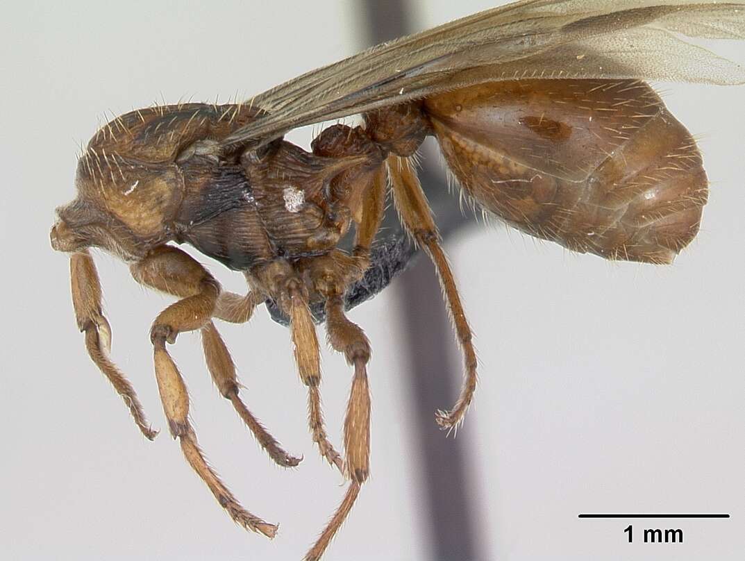 Image of Myrmica sabuleti Meinert 1861