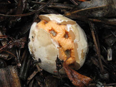 Image of Clathrus ruber P. Micheli ex Pers. 1801