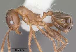 Image of Pheidole dentata Mayr 1886